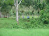 raising cattle cows costa rica